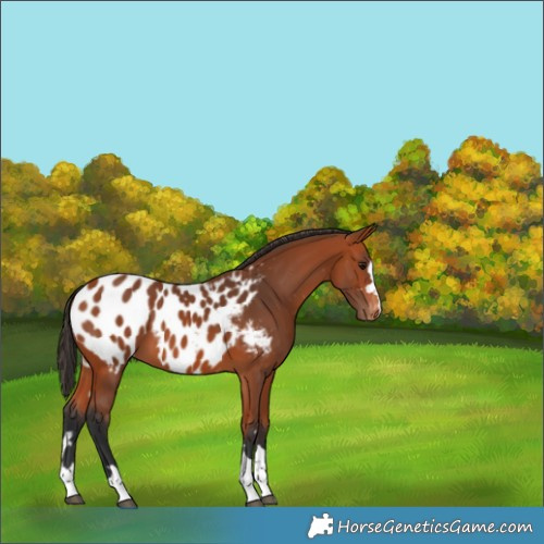 Horse Color:Bay Appaloosa 