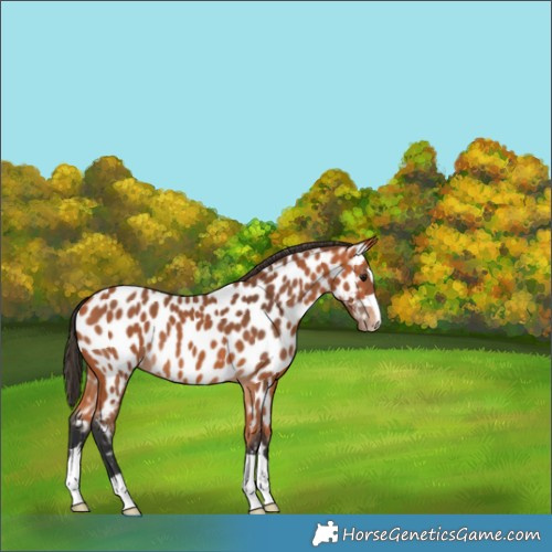 Horse Color:Bay Appaloosa 