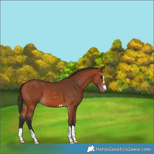 Horse Color:Bay 