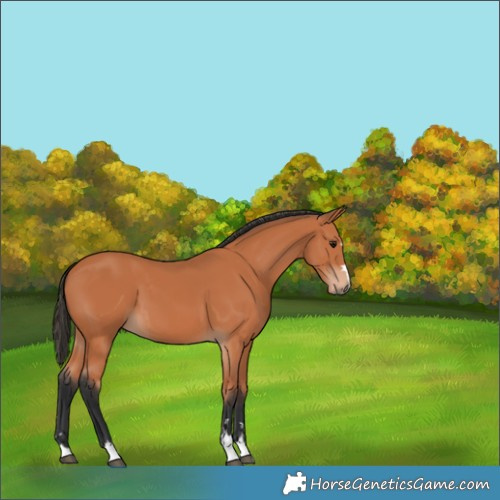 Horse Color:Bay 