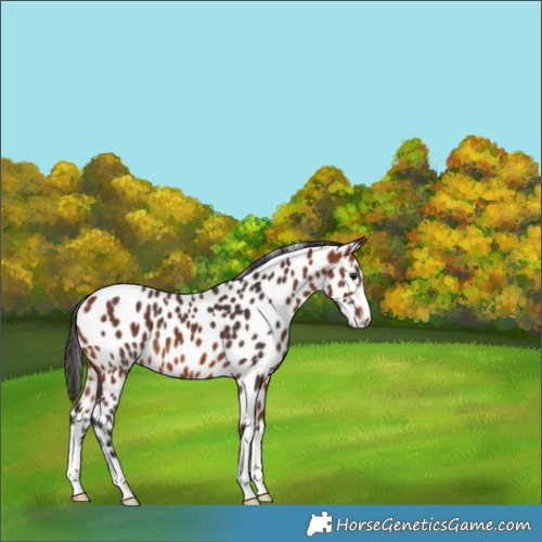 Horse Color:Bay Appaloosa 