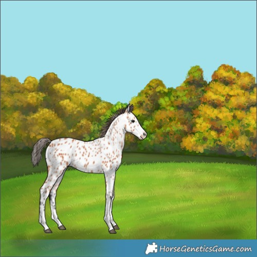 Horse Color:Bay Appaloosa 