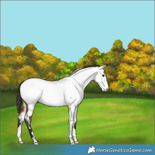 Horse Color:Bay Appaloosa 