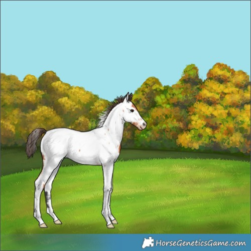 Horse Color:Bay Appaloosa 