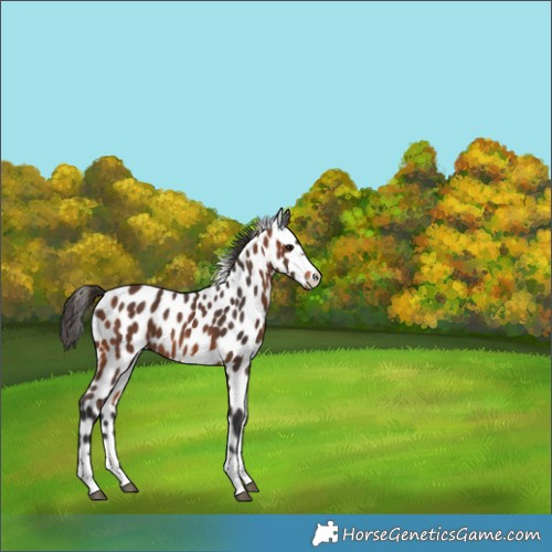 Horse Color:Bay Appaloosa