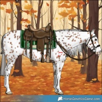 Horse Color:Bay Appaloosa