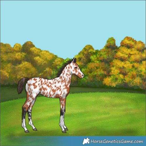 Horse Color:Bay Appaloosa