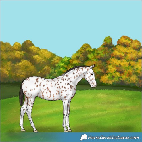 Horse Color:Bay Appaloosa