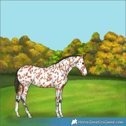 Horse Color:Bay Appaloosa 