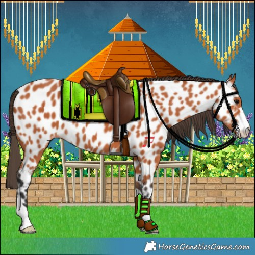 Horse Color:Bay Near Leopard 