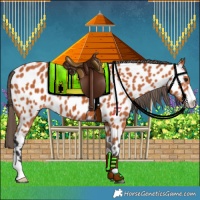 Horse Color:Bay Appaloosa 