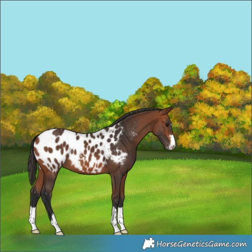 Horse Color:Bay Appaloosa