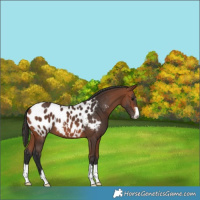 Horse Color:Bay Appaloosa