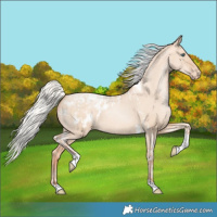 Horse Color:Silver Amber Champagne Pearl Dun Tobiano Blanket Rabicano  and Silver Amber Champagne Pearl Dun Tobiano Blanket Rabicano 