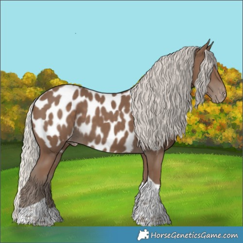 Horse Color:Silver Black Tobiano Appaloosa