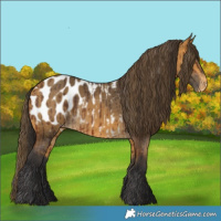 Horse Color:Brown Blanket  and Buckskin Blanket 