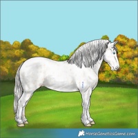 Horse Color:Silver Amber Champagne Pearl Dun Tobiano Appaloosa Rabicano  and Silver Amber Champagne Pearl Dun Tobiano Appaloosa Rabicano 
