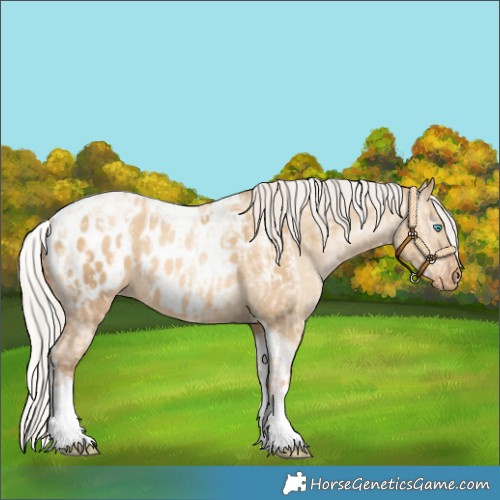Horse Color:Silver Amber Champagne Pearl Dun Tobiano Appaloosa Rabicano  and Gray Silver Amber Champagne Pearl Dun Tobiano Appaloosa Rabicano 