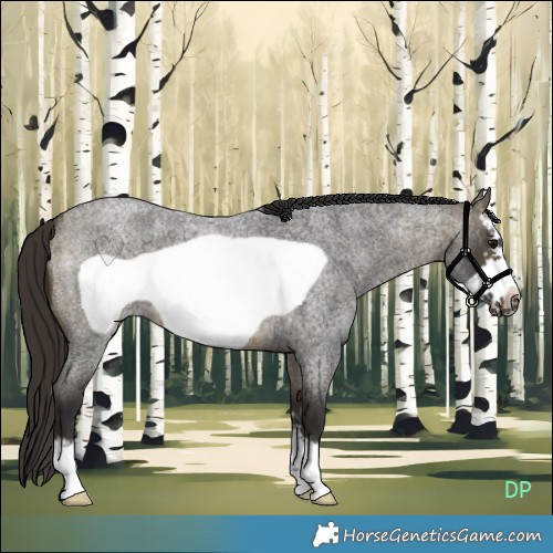 Horse Color:Buckskin Roan Sabino Frame 