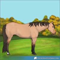Horse Color:Bay Dun