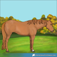 Horse Color:Chestnut 