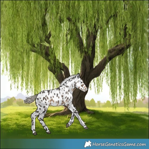 Horse Color:White Spotted Silver Smoky Black Near Leopard 