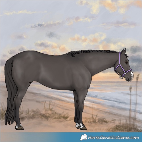 Horse Color:Smoky Black 