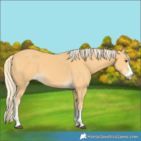 Horse Color:Palomino 