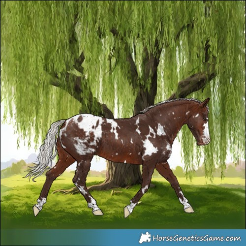 Horse Color:White Spotted Silver Brown Blanket 
