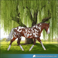 Horse Color:Silver Brown Appaloosa