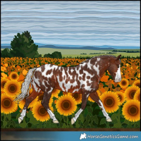 Horse Color:Silver Brown Near Leopard 