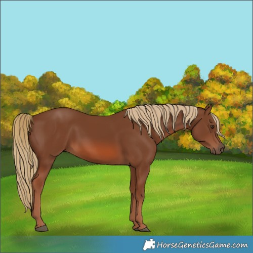 Horse Color:Chestnut 