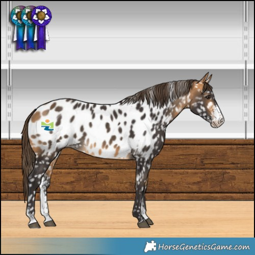Horse Color:Buckskin Sabino Near Leopard 