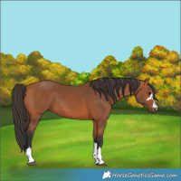 Horse Color:Bay 
