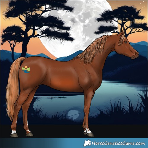 Horse Color:Chestnut 