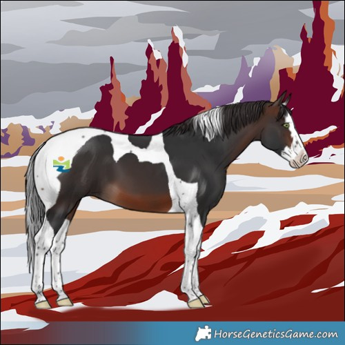 Horse Color:Brown Splash Tobiano 