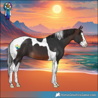 Horse Color:Brown Splash Tobiano 