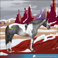 Horse Color:Gray Black Tobiano  and Brown Splash Tobiano 