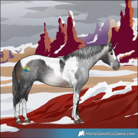 Horse Color:Gray Black Tobiano and Brown Splash Tobiano