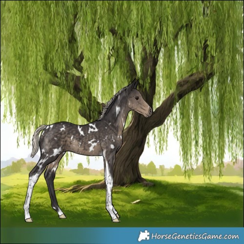 Horse Color:White Spotted Silver Smoky Black Tobiano 
