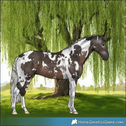 Horse Color:Gray White Spotted Silver Black Tobiano 