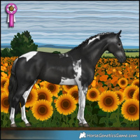 Horse Color:Gray Black Tobiano 