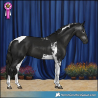Horse Color:Gray Black Tobiano