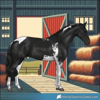 Horse Color:Gray Black Tobiano 