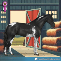 Horse Color:Gray Black Tobiano 