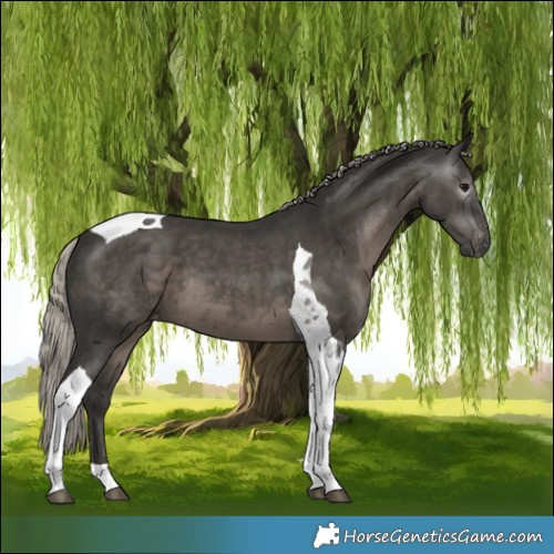 Horse Color:Gray Silver Black Tobiano Appaloosa 