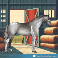 Horse Color:Gray Silver Black Tobiano Appaloosa