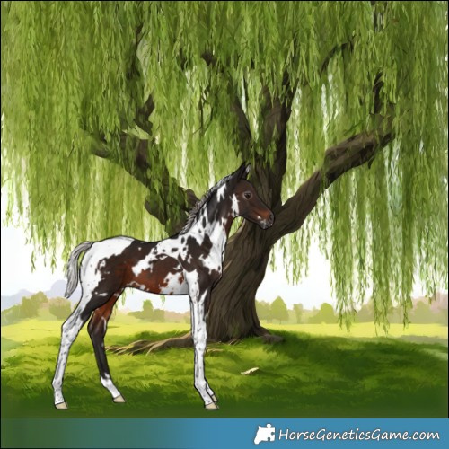 Horse Color:Gray White Spotted Silver Brown Tobiano 