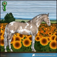 Horse Color:White Spotted Silver Brown Dun Splash Tobiano