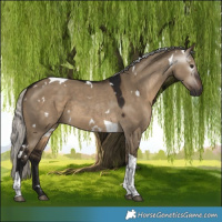 Horse Color:Gray White Spotted Silver Brown Dun Tobiano 